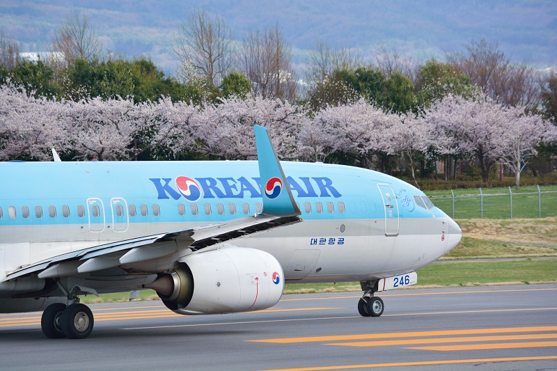 桜と大韓航空機