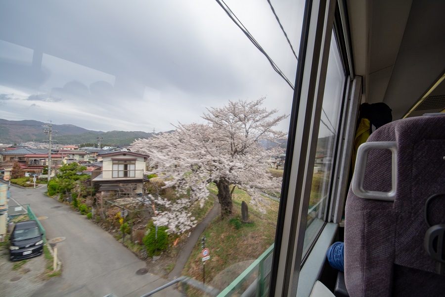 岡谷駅付近の車窓から見えた桜