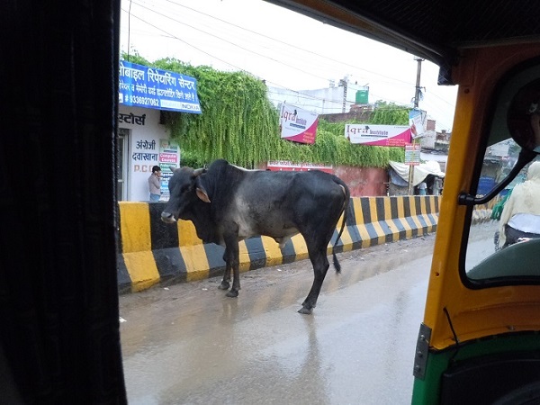 路上に鎮座する牛