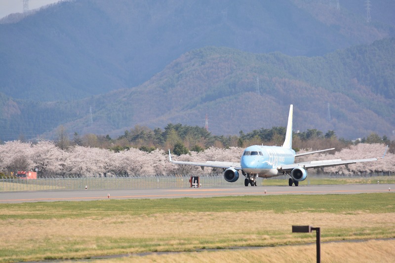 福岡から到着した水色のFDA機と桜
